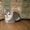 симпатичные котята - Изображение #1, Объявление #133961