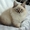 Куплю Невского маскарадного или сиамского маскародного котенка в Кемерово - Изображение #2, Объявление #138385