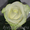 розы в ассортименте - Изображение #1, Объявление #205286
