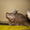 Продам котят канадских сфинксов - Изображение #1, Объявление #243322