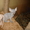 Продам котят канадских сфинксов - Изображение #3, Объявление #243322