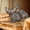 Продам котят канадских сфинксов - Изображение #2, Объявление #243322