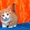 Шотландские прямоухие котята - Изображение #1, Объявление #278527