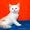 Шотландские прямоухие котята - Изображение #2, Объявление #278527