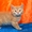 Шотландские прямоухие котята - Изображение #3, Объявление #278527