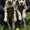 Щенки далматинца - Изображение #3, Объявление #278101