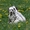 Щенки далматинца - Изображение #2, Объявление #278101