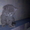 котята британские короткошерстные продам - Изображение #3, Объявление #317219