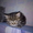котята британские короткошерстные продам - Изображение #5, Объявление #317219