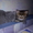 котята британские короткошерстные продам - Изображение #6, Объявление #317219