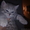 котята британские короткошерстные продам - Изображение #7, Объявление #317219