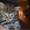 котята британские короткошерстные продам - Изображение #8, Объявление #317219