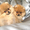Шикарные щенки померанского шпица - Изображение #1, Объявление #317240