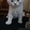 Британского котенка - Изображение #1, Объявление #349395