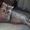 Британского котенка - Изображение #4, Объявление #349395