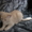 Британского котенка - Изображение #2, Объявление #349395