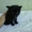 Отдам черного котенка в хорошие руки #368141