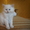 Котята Невской Маскарадной - Изображение #4, Объявление #381855