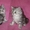 Британские котята (2 кошечки) #384069