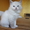 Котята Невской Маскарадной - Изображение #5, Объявление #381855