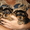 щенков породистых йорка - Изображение #3, Объявление #371956