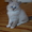Котята Невской Маскарадной - Изображение #2, Объявление #381855