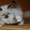 Котята Невской Маскарадной - Изображение #3, Объявление #381855
