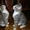 Котята девочки-блезняшки ищут своих хозяев! - Изображение #3, Объявление #378277