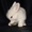 Крольчат карликовой русской ангоры - Изображение #1, Объявление #390995
