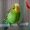 Попугай волнистый зеленый #397111
