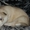 Продаются щенки Сибирский Хаски #441523