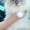 вязка с невским маскарадным котом-чемпион - Изображение #2, Объявление #52729