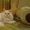 Котенок Невской маскарадной - Изображение #1, Объявление #460591
