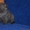 Шотландские котята Скоттиши - Изображение #3, Объявление #504843
