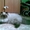 Первый помет гималайских котят в Кемерово - Изображение #6, Объявление #537660