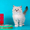 невские маскарадные котята от титулованных производителей  - Изображение #5, Объявление #51820
