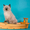 невские маскарадные котята от титулованных производителей  - Изображение #6, Объявление #51820