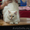 невские маскарадные котята редкого окраса - Изображение #2, Объявление #386144