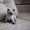 Первый помет гималайских котят в Кемерово - Изображение #2, Объявление #537660