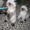 Первый помет гималайских котят в Кемерово - Изображение #5, Объявление #537660