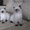 Первый помет гималайских котят в Кемерово - Изображение #3, Объявление #537660
