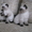 Первый помет гималайских котят в Кемерово #537660