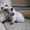 Первый помет гималайских котят в Кемерово - Изображение #4, Объявление #537660