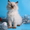 невские маскарадные котята от титулованных производителей  - Изображение #3, Объявление #51820