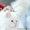невские маскарадные котята редкого окраса - Изображение #4, Объявление #386144