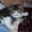 симпатичные шотландские котята - Изображение #1, Объявление #636014