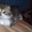 симпатичные шотландские котята #636014