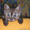 Продам котенка Британской короткошерстной - Изображение #2, Объявление #634605