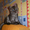 Продам котенка Британской короткошерстной - Изображение #1, Объявление #634605