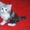 симпатичные шотландские котята - Изображение #4, Объявление #636014